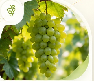 Grapes export product
