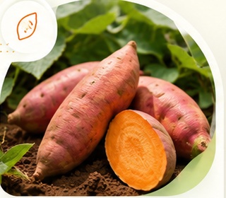Sweet Potatoes export product